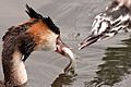 Podiceps cristatus -Hogganfield Loch, Glasgow, Scotland -adult feeding chick-8 (2)