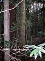 Podocarpus elatus & Symplocos stawellii Hacking River