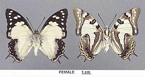 Polyura pyrrhus sempronius female.jpg