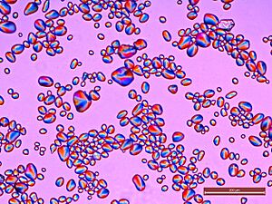Potato Starch Polarized light 100x