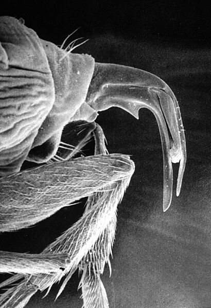 Pseudacteon curvatus - ovipositor
