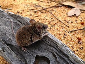 Pseudomys pilligaensis -Pilliga Forest, New South Wales, Australia-8