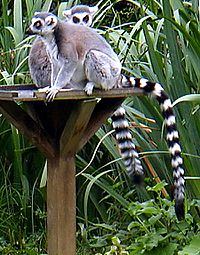Ring tailed lemurs