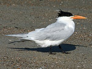 Royal Tern (Thalasseus maxima) RWD1
