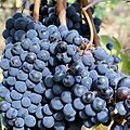 Sangiovese grapes for chianti