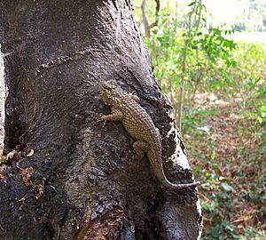 Sceloporus melanorhinus.jpeg