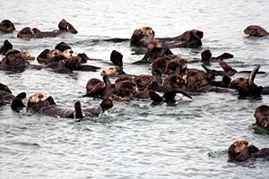 Sea otters at moss landing