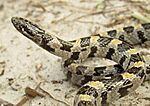 Short-Tailed Snake close up