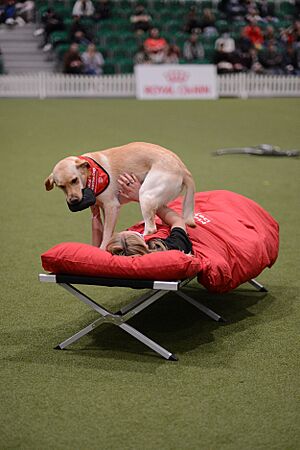 Simon king Discover Dogs 2021 London medical detection dog demonstration