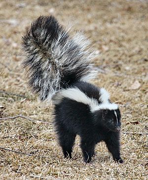 Skunk about to spray