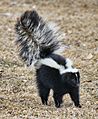 Skunk about to spray