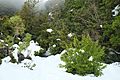 Snow-covered bush at start of Governors Bush Track in winter