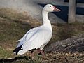 Snow goose in Central Park (33138)