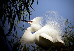 Snowy Egret - full breeding plumage
