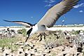 Sooty tern flying