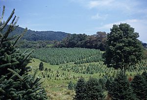 Southern Virginia Christmas tree farm