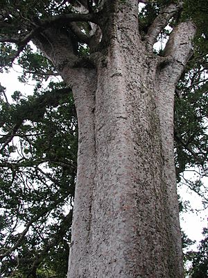 Square Kauri trunk 2