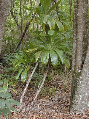 Starr-030405-0072-Cordyline fruticosa-habit-Makawao Forest Reserve-Maui (24261783289)