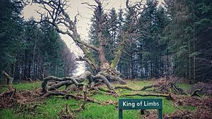 The King Of Limbs Tree