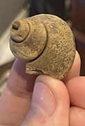 The shell of the Gastropod Clathospira from Dane county