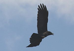 Torresian Crow 2