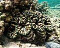 Tridacna squamosa Réunion