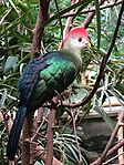 Turaco-bird-leipzig-zoo