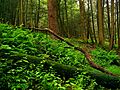 Understory state park