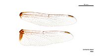 Urothemis aliena male wings (34899028292)