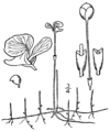 Utricularia resupinata BB-1913