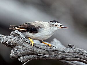 Varied Sittella male (5460379608).jpg