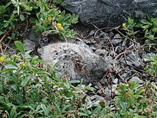 White-fronted tern chick hiding on the ground