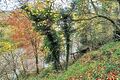Woodland above the Trent at King's Mills - geograph.org.uk - 1050604