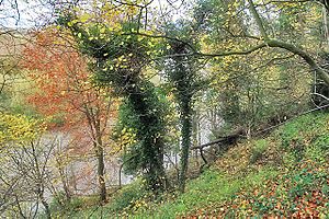 Woodland above the Trent at King's Mills - geograph.org.uk - 1050604.jpg