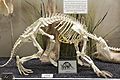 Aardvark Skeleton
