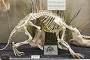 Aardvark Skeleton