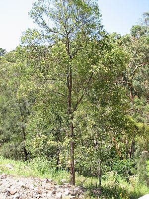 Acacia parramattensis-tree