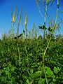 Actaea racemosa 001