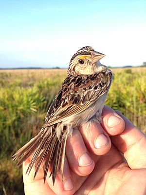 Adult Florida grasshopper sparrow.jpg