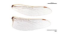 Adversaeschna brevistyla male wings (34888586852)
