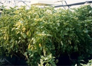 Aeroponic-crop-1986