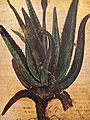 Aloe, Juliana Anicia Codex