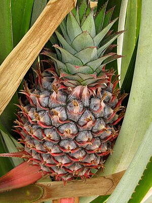 Ananas 01