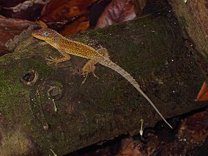 Anolis oculatus winstoni