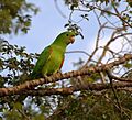 Aratinga leucophthalma -Piraju -Brazil-8