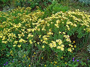 Argyranthemum maderense 001.JPG