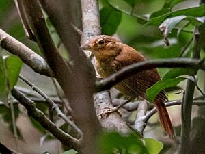 Automolus ochrolaemus auricularis- Buff-throated Foliage-gleaner; Rio Branco, Acre, Brazil.jpg