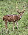 Axis axis, spotted deer