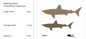 Basking-Shark-Scale-Chart-SVG-Steveoc86-001.svg