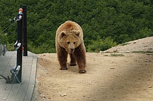 Bear Sanctuary Prishtina Bear 3 (OSCAL19 trip)
